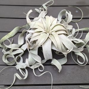 1. Giant Xerographica Airplant With Handmade Hooped Seashell Hanger